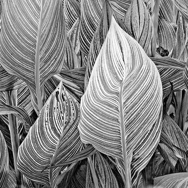 Canna Leaves, Ltd. Ed. 1/25 thumb