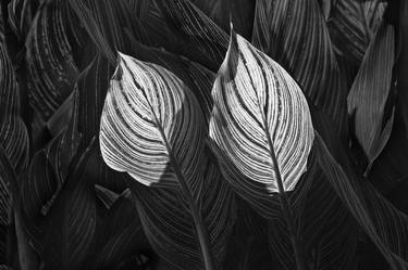 Original Fine Art Botanic Photography by Russ Martin