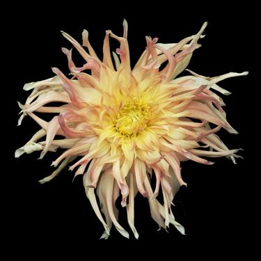 Exotic Dahlia, Ltd. Ed. 1/10 thumb