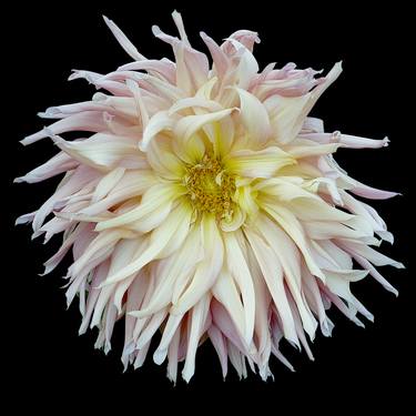 Print of Fine Art Floral Photography by Russ Martin