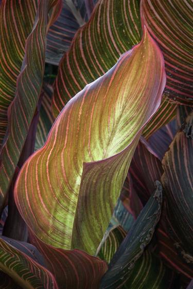 Red Striped Canna Leaf thumb