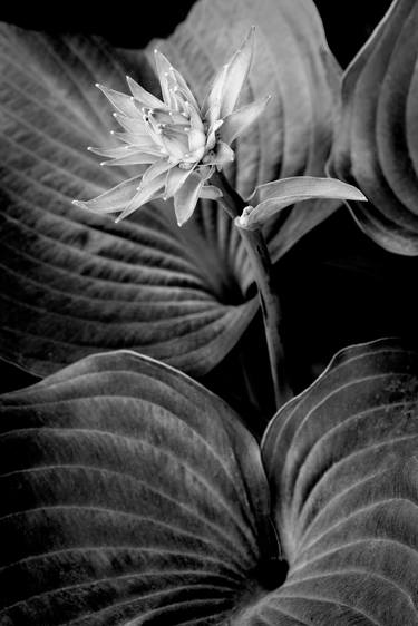 Hosta Flower and Leaves, Limited Edition, 1/10 thumb