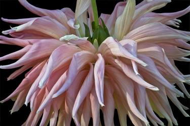 Pink Dahlia, Limited Edition 1/10 thumb