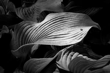 Original Fine Art Botanic Photography by Russ Martin