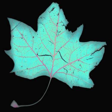 Turquois Leaf with Pink Veins, Limited Edition, 1/5 thumb