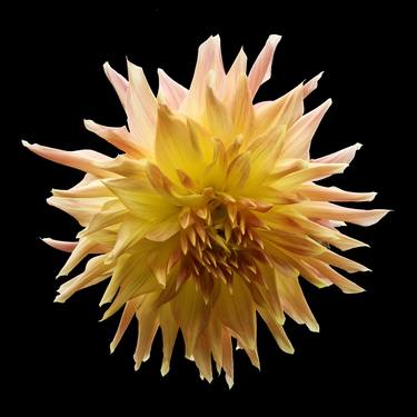 Print of Fine Art Floral Photography by Russ Martin