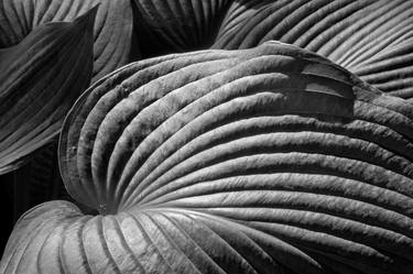 Original Fine Art Botanic Photography by Russ Martin