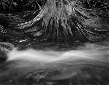 Tree Stump and Flowing Water - Limited Edition 1 of 50 thumb