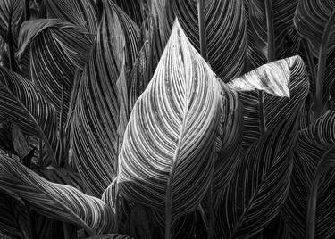 Backlit Canna Leaves - Limited Edition of 5 thumb