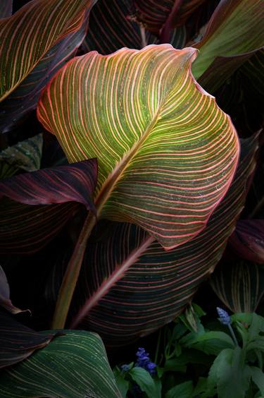 Glowing Canna Leaf - Limited Edition of 5 thumb