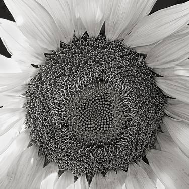 Print of Fine Art Botanic Photography by Russ Martin