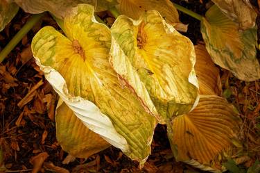 Two Wilted Hosta Leaves - Limited Edition of 10 thumb