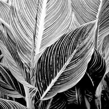 Print of Abstract Expressionism Botanic Photography by Russ Martin