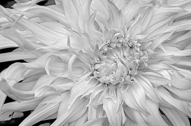 Dahlia #1 - Limited Edition of 10 thumb