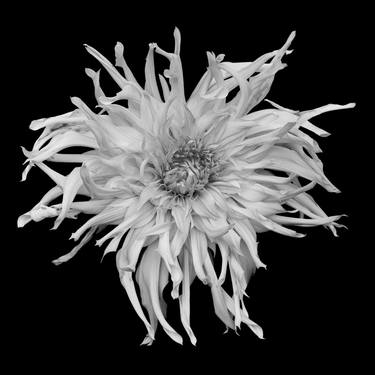 Tentacled  Dahlia - Limited Edition of 10 thumb