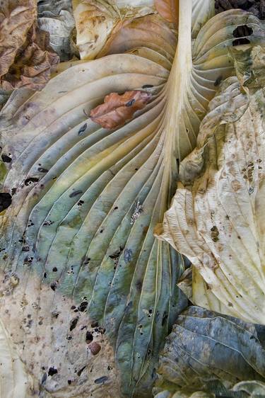 Blue Wilted Hosta Leaf - Limited Edition of 10 thumb