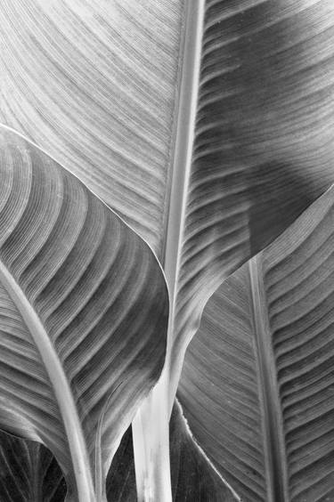 Pencil Like Image of  Three Canna Leaves - Limited Edition of 10 thumb
