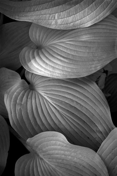 Original Fine Art Botanic Photography by Russ Martin