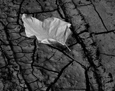 "Leaf on Cracked Mud"  Limited Edition 1/50 thumb