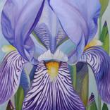 Iris II by Violeta Vollmer