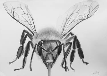 Print of Animal Drawings by Violeta Vollmer