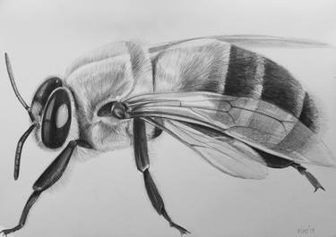 Print of Figurative Animal Drawings by Violeta Vollmer