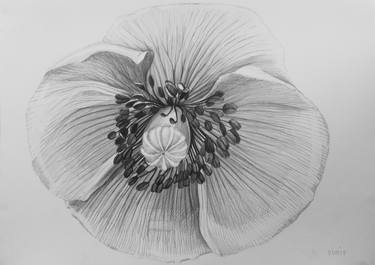 Print of Documentary Botanic Drawings by Violeta Vollmer