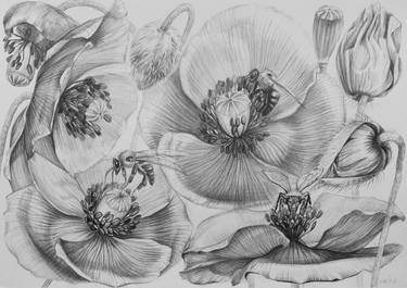 Print of Documentary Botanic Drawings by Violeta Vollmer