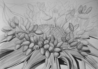 Print of Documentary Botanic Drawings by Violeta Vollmer