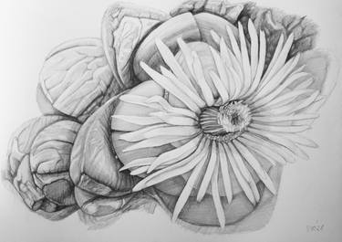 Original Fine Art Botanic Drawings by Violeta Vollmer
