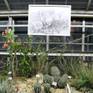 34 drawings, pencil on paper from my exhibition “Through nature with a pencil – Cacteae and other succulents“ featured at the Botanical Garden in Dresden, Germany
