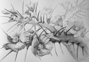 Original Documentary Botanic Drawings by Violeta Vollmer