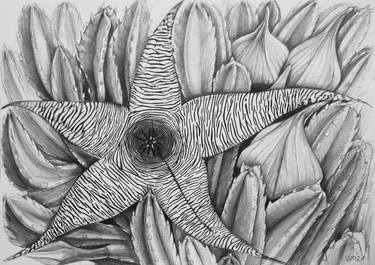 Print of Documentary Botanic Drawings by Violeta Vollmer