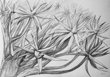 Original Nature Drawings by Violeta Vollmer