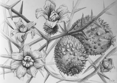 Print of Fine Art Nature Drawings by Violeta Vollmer