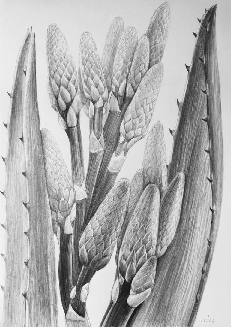 aloe flower drawing