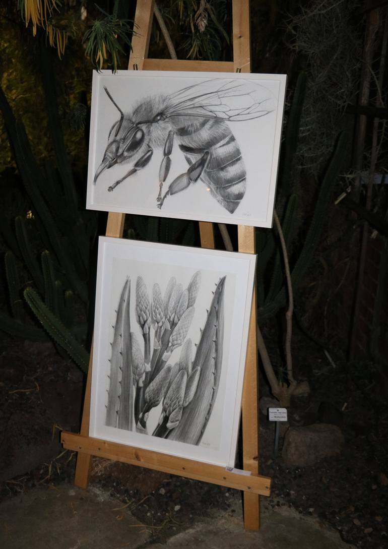 Original Documentary Nature Drawing by Violeta Vollmer
