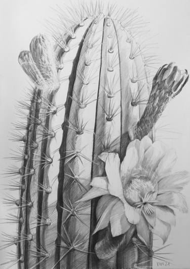 Original Nature Drawings by Violeta Vollmer