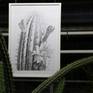 34 drawings, pencil on paper from my exhibition “Through nature with a pencil – Cacteae and other succulents“ featured at  the Botanical Garden in Dresden, Germany