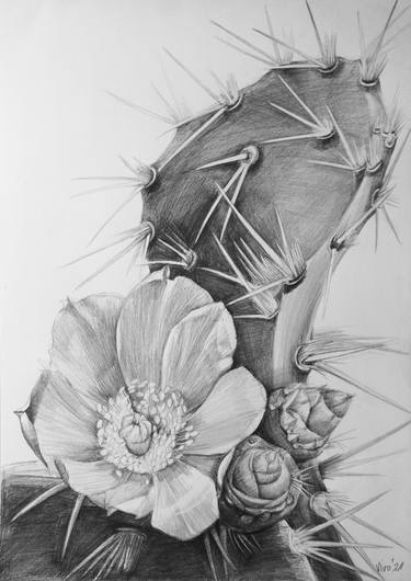 Print of Nature Drawings by Violeta Vollmer