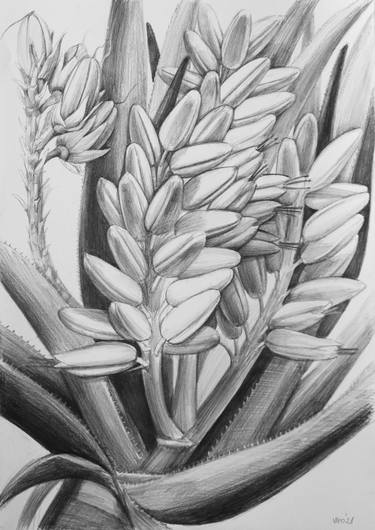 Aloe dichotoma thumb