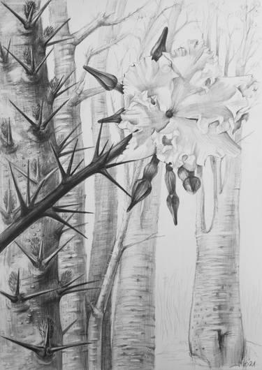 Original Nature Drawings by Violeta Vollmer