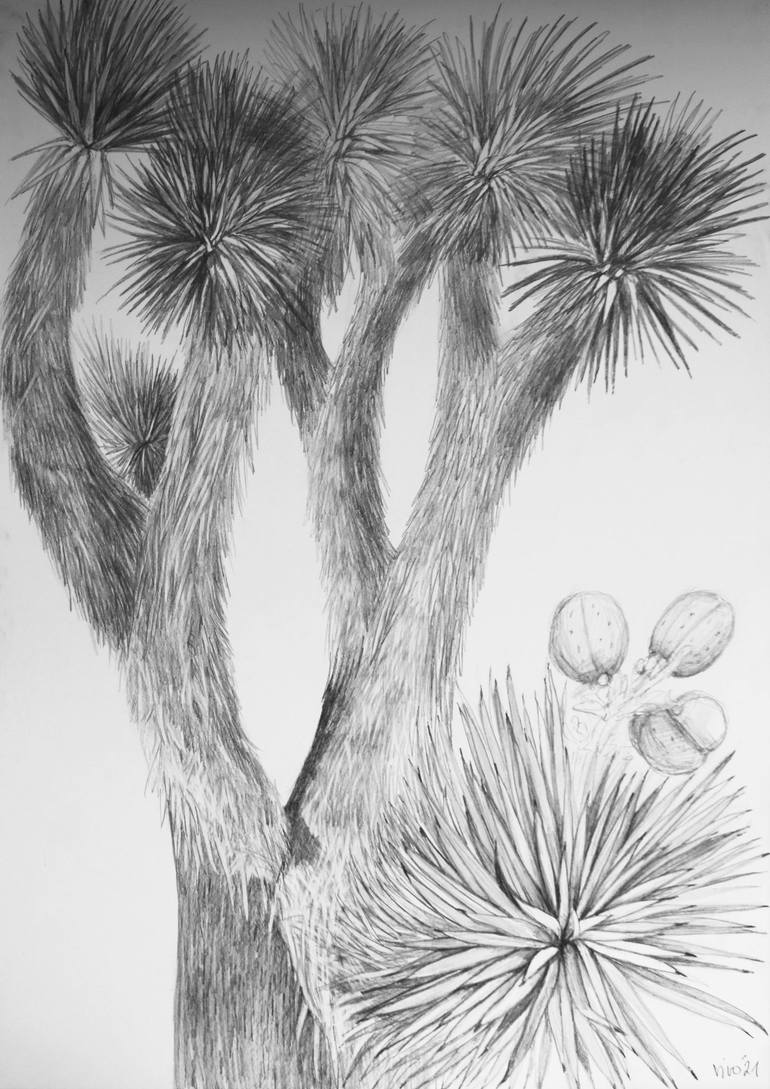 Joshua tree Drawing by Violeta Vollmer | Saatchi Art
