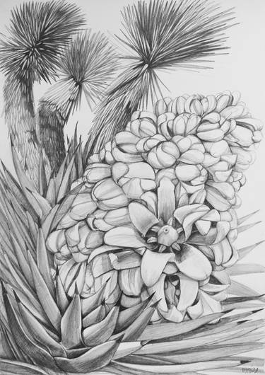 Original Nature Drawings by Violeta Vollmer