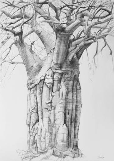 Adansonia digitata, the African baobab thumb