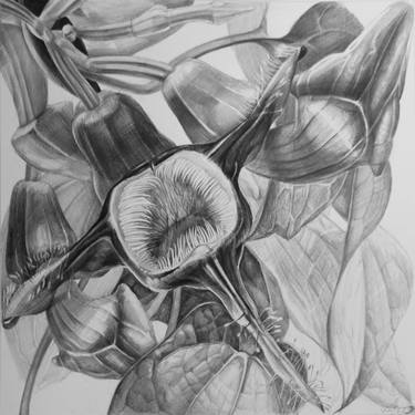 Original Illustration Botanic Drawings by Violeta Vollmer