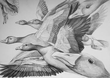 Original Animal Drawings by Violeta Vollmer