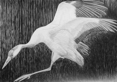 Print of Documentary Animal Drawings by Violeta Vollmer