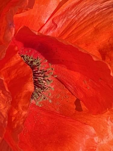 Print of Fine Art Floral Photography by Cristina Candiracci