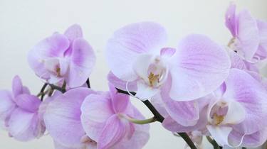 Orchidea thumb
